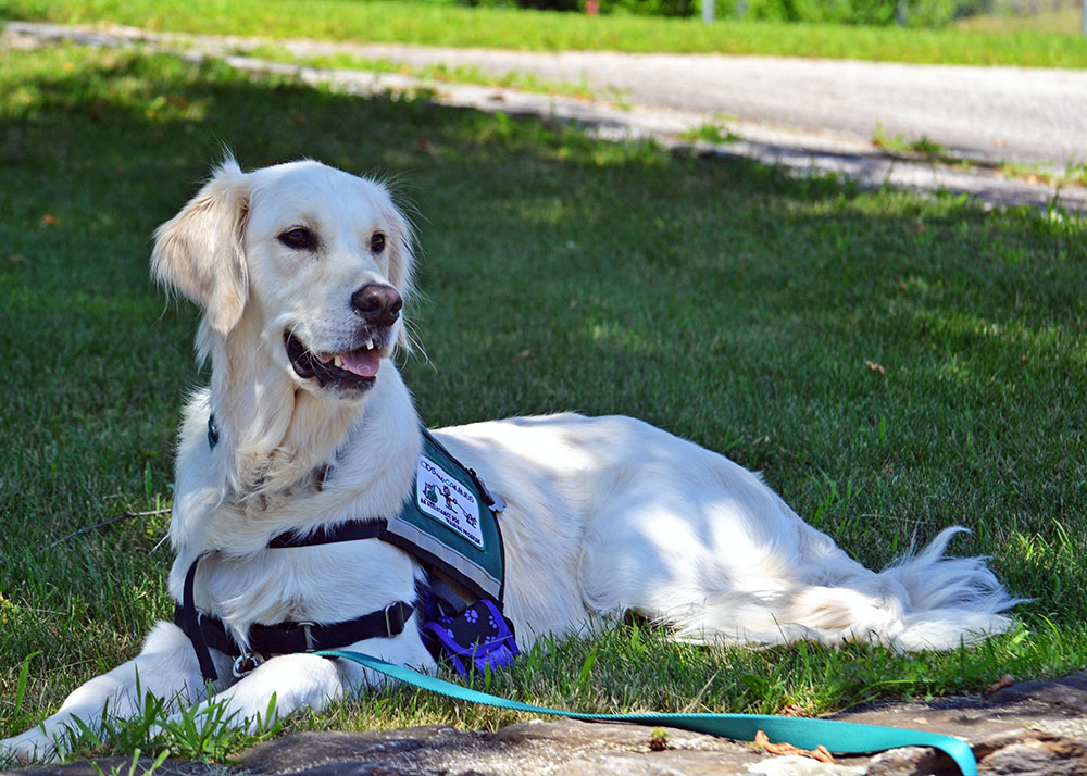 Giving Credit to Service Dogs